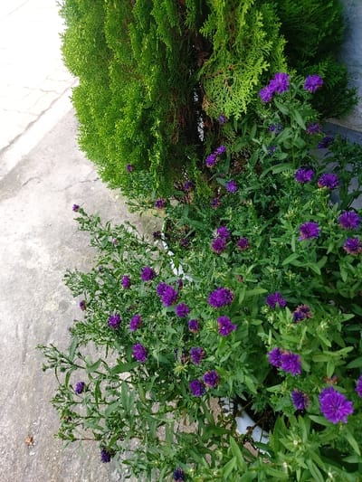 The image displays an outdoor scene in 강화군, South Korea, focused on cultivated vegetation adjacent to a concrete surface. A dense grouping of flowering plants occupies the lower and central portions, characterized by numerous small, spherical, intensely purple blossoms and vibrant green foliage. These plants are contained within at least one visible white planter at their base. To the rear and slightly to the left of these flowering plants stands a columnar evergreen shrub with bright green, scale-like foliage. The ground surface on the left and foreground is light gray concrete, exhibiting minor textural variations and faint linear markings. No individuals, actions, or interactions are visible.