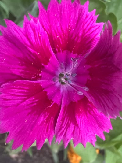 This is a close-up, eye-level, outdoor shot of a vibrant pink Dianthus flower. The flower is in full bloom, with its fringed petals filling the frame. The center of the flower shows delicate stamens and pistils, dusted with what appears to be pollen. The petals have a gradient of color, transitioning from a deeper magenta at the base to a bright pink at the edges, with fine, darker lines running through them. The background is softly blurred, showing green foliage and hints of soil, suggesting a garden setting. There are no people or animals visible in the image. The lighting suggests it is daytime, possibly a sunny day given the brightness of the flower, but without harsh shadows. The location context is Myrza-Ake, Kyrgyzstan. There is no visible text in the image.