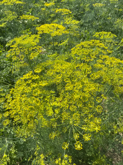 The image shows a close-up view of a dill plant in bloom, with its characteristic yellow, umbrella-shaped flower clusters. The dill is lush and green, with feathery foliage filling the background. The scene is illuminated by natural sunlight, suggesting it is daytime. The setting appears to be an outdoor garden or field, likely in a rural or natural environment, given the abundance of plant life. There are no people or man-made objects visible, emphasizing the focus on the plant. The image captures the delicate structure of the dill flowers and the overall vibrancy of the plant. The specific location of Puhoi, Moldova, suggests a temperate climate suitable for growing herbs like dill. The image conveys a sense of natural beauty and the cycle of plant growth. There is no visible text in the image.