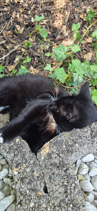 A black cat with white whiskers rests between two pieces of concrete rubble, partially covered by small, light-colored pebbles. The cat is lying on its side, facing left, with its eyes closed. Its fur appears sleek and black, with a white patch on its chest. Ivy plants and mulch are visible in the background to the left of the cat. The scene suggests an outdoor location, possibly a garden or yard, with natural elements. The lighting indicates it is daytime. The cat appears relaxed and possibly sleeping, nestled in the crevices of the concrete. There is no visible text in the image.