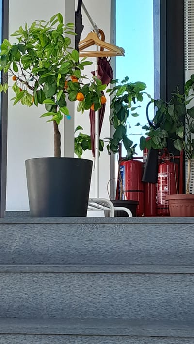 An outdoor scene features a potted orange tree with small oranges and green leaves in a large dark pot. Behind it, a coat rack holds a wooden hanger and a dark umbrella. Two red fire extinguishers stand next to a green plant. The scene appears to be in Leshnitsa, Bulgaria. The image is taken from a low angle, looking up at the objects.