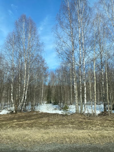 The image shows a winter scene near Laiga, Russia, with a row of bare birch trees along a grassy area. Patches of snow are visible among the trees. The sky is blue. The photograph appears to have been taken from a moving vehicle.