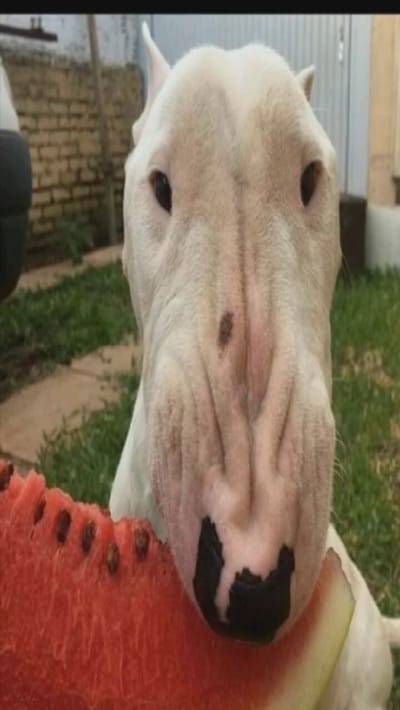 A white bull terrier is positioned in front of a partially eaten watermelon. The dog's nose is black and white, and there's a noticeable dark spot on its snout. The dog's ears stand up. The foreground displays the red watermelon with numerous black seeds. The background contains green grass, a brick wall, and a glimpse of a vehicle.