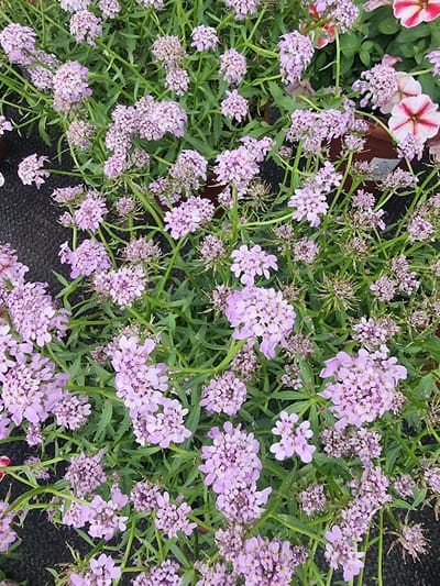 This media file is a close-up, overhead shot of a dense cluster of flowering plants with small, delicate, light purple blooms. The flowers are clustered together in rounded, slightly irregular shapes, supported by thin green stems. The green foliage is abundant and appears somewhat spiky. In the background, the dark, textured surface of what appears to be soil or mulch is visible. To the upper left of the image, parts of two petunia flowers with striking pink and white stripes are visible. One petunia is more in focus and shows its star-like pattern, while the other is slightly blurred. The overall impression is one of a vibrant garden scene, likely outdoors, with a focus on the intricate details of the purple flowers and complementary petunias. There are no people or specific activities depicted. The lighting suggests it could be daytime, but there are no strong shadows indicating a specific time or weather conditions. No visible text is present in the image.