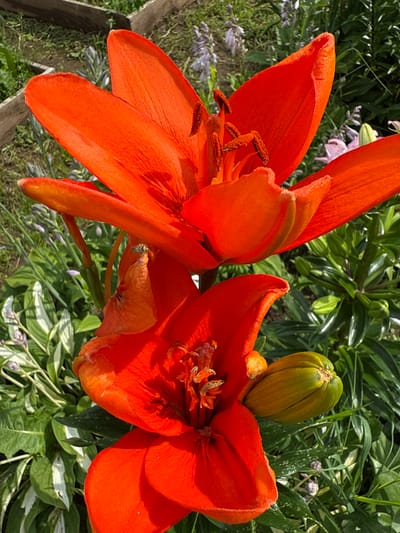 Two bright orange lilies are in bloom, with one flower fully open and the other partially open. The open flower at the top has prominent orange stamens. The partially open flower below is also orange, with its petals unfurling. A green lily bud is visible to the right of the lower flower. The lilies are situated in a garden with green foliage, some with white variegation, and a wooden border in the background. The scene appears to be outdoors during daylight. The location is the city of Хохряки, Russia.