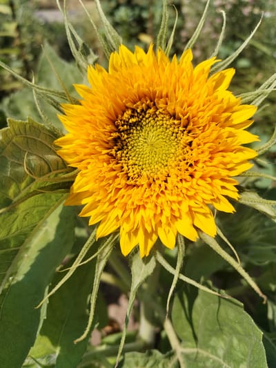 A close-up, top-down shot captures a fluffy, bright yellow sunflower in bloom, its petals densely packed, creating a textured, almost pom-pom-like appearance. The center of the flower features a tightly spiraled disc of green florets, with hints of dark brown at the very center. The sunflower is surrounded by its large, textured green leaves and fuzzy, straw-colored stems that curve outwards. The background is softly blurred, showing hints of green foliage and a light, dappled sunlight. The scene appears to be outdoors, likely in a garden or field, within the village of Bilousivka, Ukraine. There are no people or animals visible in the frame. The lighting suggests it is daytime, with the sun casting gentle shadows.