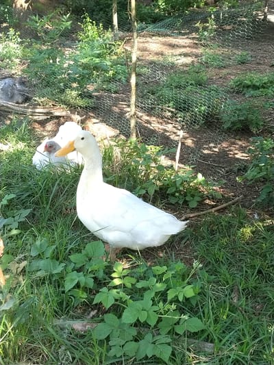 Two white ducks are standing in a grassy area in Velké Nepodřice, Czechia. The ducks are in the foreground, with the one on the right appearing larger and more prominent. Its beak is orange, and its body is entirely white. The duck on the left is partially visible, with its head and neck showing. It also appears to be white, and its beak is orange. Both ducks are looking down at something on the ground.
The setting is outdoors, with a mix of grass, dirt, and some green foliage. There is a wire fence in the background, suggesting a farm or a protected outdoor enclosure. The lighting suggests it is daytime, with some shadows indicating the sun is shining. The overall mood appears calm and natural, with the ducks seemingly at ease in their environment. No text is visible in the image.