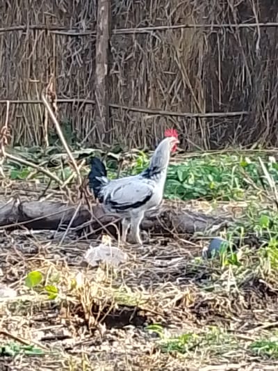 A grey and white rooster with a red comb stands in dry grass and foliage in front of a woven brown fence. The rooster faces left, with its head turned to the right. Green plants are visible in the background, and the ground is covered in dry leaves and twigs. A fallen log is present in the foreground. The image appears to be taken outdoors in an environment that could be consistent with the outskirts of Kajola, Nigeria, given the natural elements and rustic fencing.