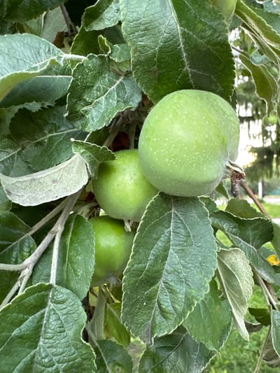 This is a close-up, eye-level photograph of young green apples growing on a tree. The apples are clustered together, with one apple prominently in the foreground, slightly off-center to the right. The apples are round and a bright green color, with small white speckles visible on their surfaces. They are surrounded by numerous large, green leaves that are detailed and textured, with visible veins and serrated edges. Some of the leaves appear slightly dusty or frosted along their edges. The branches of the tree are visible, covered in fine hairs. The background is blurred and out of focus, showing hints of more foliage, tree trunks, and what appears to be a pathway or grassy area, suggesting an outdoor setting. The lighting suggests it is daytime, with diffused light filtering through the leaves. The image does not contain any people or specific urban elements that would indicate a precise location within Myronivka, Ukraine, beyond it being an outdoor tree.