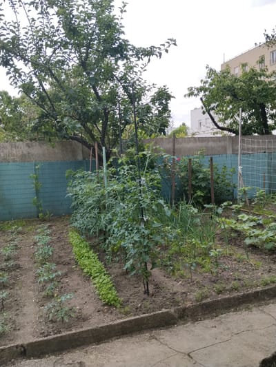 In the city of Neuilly-Plaisance, France, a small urban garden is depicted. A tall tree with abundant green leaves dominates the left side of the frame, its branches extending across the top. Behind the tree and extending across the background is a textured concrete wall. In front of the wall, a green mesh fence is visible. The garden itself is divided into rows of plants. On the left, young plants with sparse leaves are planted in neat rows. Adjacent to these, a row of densely planted green leafy vegetables, possibly herbs or lettuce, grows. Further to the right, taller plants, appearing to be tomato plants, are supported by stakes. Amongst them, and further back, are other green plants and what appear to be onion stalks. In the far right of the garden, cucumber plants with their characteristic leaves are growing. The ground in the garden beds is dark soil, and a concrete border runs along the front of the garden. The scene is set against a backdrop of buildings, one a light-colored multi-story structure and another white building, visible behind the trees and fence. The sky is overcast.