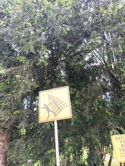 The image captures a dense, natural environment dominated by lush evergreen trees, likely conifers, which fill most of the frame with their vibrant green foliage. The sky is largely obscured by the thick canopy, indicating an overcast or diffused lighting condition, typical of daytime without direct sunlight.
In the foreground, two yellow warning or informational signs are visible on poles. The most prominent sign, centrally located, is a square yellow metal plate displaying a black pictogram. This pictogram depicts a stylized human figure carrying a large, triangular, conifer-like tree over their shoulder, symbolizing the act of felling or removing trees. The sign appears somewhat weathered.
To the right and partially obscured, a second, rectangular yellow sign is visible. It also features black text, with fragments reading "HATI", "PO", "RA", "TU" in larger characters, and "HINDARI DI SA..." below. This text likely translates from Indonesian/Malay, possibly indicating a warning like "HATI-HATI" (Be careful) and cautioning against activities such as "Potong Ranting" (cutting branches) or "Pohon Tumbang" (falling trees), or generally prohibiting tree harvesting.
The scene suggests a conservation area or a place where rules regarding tree cutting are enforced, emphasizing the importance of preserving the natural vegetation. This setting is located in Leuro, Timor-Leste.