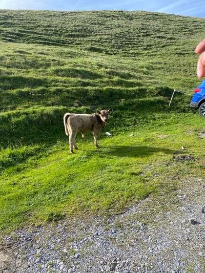A young calf stands on a grassy hill in Brienz (BE), Switzerland. The calf is light brown and facing the camera. A blue car is parked on the right side of the image, near a white rope barrier. The background shows a green, sloping hillside with patches of yellow flowers. The ground in the foreground is a mix of gravel and grass. A person's hand is visible in the upper right corner, reaching towards the scene.