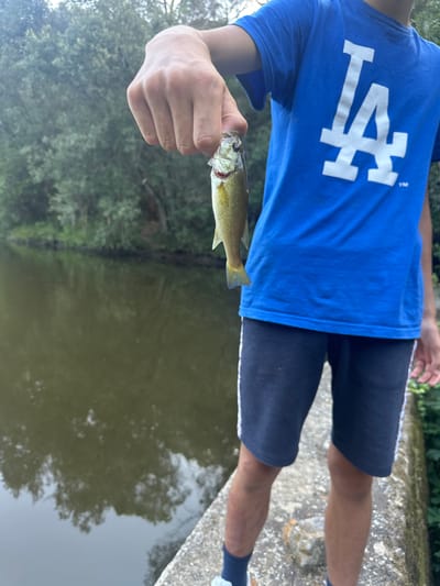 A person wearing a blue t-shirt with a white "LA" logo and black shorts is holding a small fish. The person is standing on a rocky surface next to a body of water. The water is dark and reflects the trees and sky, suggesting it is daytime and the weather is overcast or the water is murky. The person's hand is visible, gently holding the fish by its mouth. The fish appears to be a small bass or similar species, with green and yellow coloration. In the background, lush green foliage is visible, indicating a natural outdoor setting, likely near a lake, river, or pond. The overall scene conveys a moment of casual fishing and enjoyment of the outdoors. The visible text on the t-shirt is a stylized "LA" logo, commonly associated with the Los Angeles Dodgers baseball team. There are no other discernible text elements in the image. The setting, with water and trees, combined with the rocky ground, suggests a natural park or recreational area. The lighting is diffused, not harsh, consistent with a cloudy day or early morning/late afternoon.