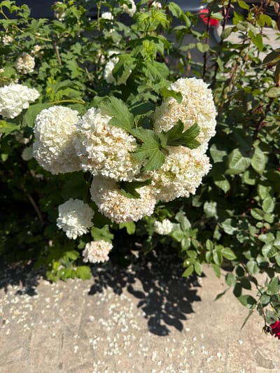 The image shows a cluster of white snowball bush flowers (Viburnum opulus 'Roseum') in full bloom. The flowers are spherical, dense, and mostly white, with some having a slightly cream or beige tint. Green leaves are visible among the flowers and in the background. The background consists of other greenery, possibly shrubs or trees with smaller leaves. A section of concrete ground is visible, with shadows of the leaves cast upon it. Scattered white petals are also present on the ground. Based on the request, the location is presumed to be Dimitrov, Armenia, though there is no information in the image to corroborate the claim. The image mainly showcases the floral arrangement in natural lighting. There are no people, interactions, or specific actions depicted.