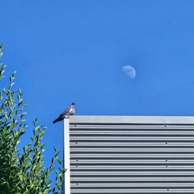 A pigeon is perched on the edge of a corrugated metal structure under a bright blue sky. The pigeon is dark-colored with white markings on its wings and neck. To the left of the structure, a crescent moon is visible in the sky. In the foreground, at the bottom right of the image, green foliage from a tree or shrub is partially visible. The scene suggests a daytime shot, given the bright blue sky and the presence of the moon, which can sometimes be seen during the day. The corrugated metal structure appears to be part of a building or an outdoor installation. The overall mood is serene and natural, with the bird and the moon adding elements of interest to the simple sky and foliage. There is no visible text in the image.