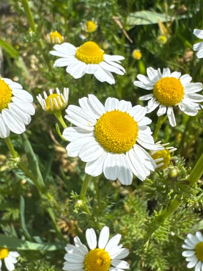 The image shows a field of daisies in Boryana, Bulgaria, on a sunny day. The daisies have white petals and yellow centers. They are surrounded by green foliage.