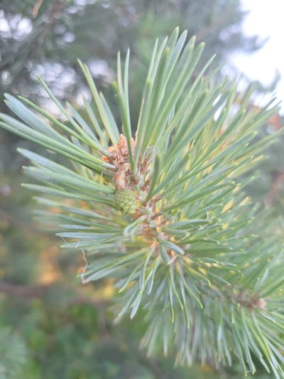 A close-up, shallow depth-of-field photograph shows a pine branch with needles and a young cone. The needles are a vibrant green and sharp, extending outwards from the center of the branch. A small, undeveloped cone, also green, is visible among the needles, near the base of the branch. The background is blurred, with soft bokeh lights and green foliage, suggesting an outdoor environment. The overall impression is a detailed view of a natural element. The location is Sviatopetrivske, Ukraine.