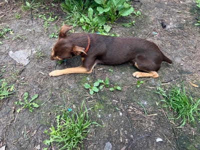 A medium shot captures a small, brown dog with tan legs and ears lying on the ground. The dog is facing left and appears to be sniffing the dirt. It wears an orange collar. The ground is a mix of dirt and sparse green grass, with some dried leaves and twigs scattered about. In the background, more lush green plants are visible. The scene suggests an outdoor setting in a somewhat unkempt area, possibly a yard or a natural environment. The lighting appears to be natural daylight, creating a slightly overcast or diffused light, as there are no harsh shadows. The overall mood is calm and serene, with the dog appearing relaxed. There is no visible text in the image.