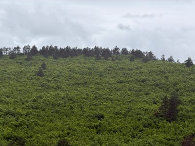 The image shows a densely forested hillside under a cloudy sky. The location is Surami, Georgia. The hillside is completely covered in green foliage, primarily trees with smaller leaves. Along the ridgeline at the top, there is a line of darker, coniferous trees. Several individual evergreen trees are also scattered within the wider deciduous forest. The sky is overcast with grey clouds.