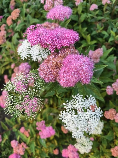 The image is a close-up, overhead shot of a flowering shrub with clusters of small pink and white flowers. The flowers are densely packed, creating a fluffy appearance. Green leaves are visible throughout the scene, providing a backdrop for the blooms. Some of the pink flowers appear to be transitioning from a lighter pink to a deeper magenta, while others have a slightly faded or brownish hue, suggesting they may be past their peak. The white flowers are very delicate and appear to be in full bloom. The overall impression is one of a lush, vibrant garden. There are no people or man-made objects visible in the image, and it is not possible to determine the specific location in Motala, Sweden based on the visual information provided.