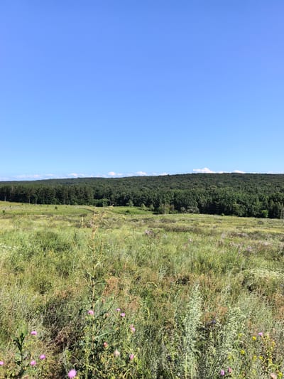 The image shows a wide, verdant field with a forest in the background. The sky is a clear, bright blue. The field is filled with various types of grass and wildflowers, some of which are pinkish-purple thistles. In the distance, a dense line of trees forms a forest that covers a gently sloping hill. A few scattered power line poles are visible in the field, indicating a rural or semi-rural setting. The light suggests it is a sunny day. The location is identified as Naumovka, Russia. There are no people or animals visible in the scene.