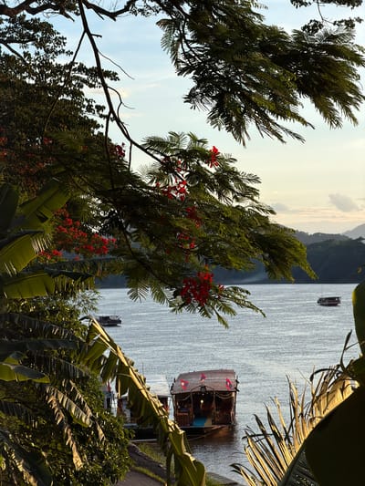 This is a vertical, eye-level, medium shot of boats on a wide, calm river, possibly the Mekong, in Choumkhong, Laos. The scene is framed by lush green foliage, including large banana leaves and delicate branches with small red flowers, suggesting a tropical environment. Sunlight filters through the leaves, casting dappled shadows and highlighting the textures of the plants.
In the foreground, several wooden boats are moored near a bank, with their awnings providing shade. One boat in the mid-ground is particularly detailed, featuring decorative flags and what appears to be an illuminated interior. Further in the distance, other boats are visible on the water, some moving slowly. The river itself is a placid expanse of muted gray-blue, reflecting the soft light of the sky.
The background consists of rolling hills covered in dense vegetation, fading into a hazy, pale sky with a few wispy clouds. The overall atmosphere is serene and tranquil, conveying a sense of peacefulness associated with a riverside setting at dusk or dawn. There are no visible people in the image.