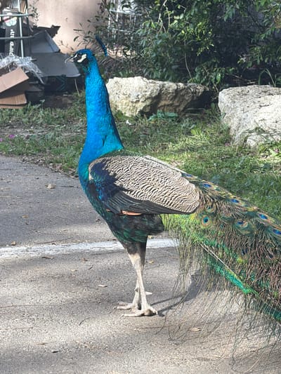 A vibrant peacock stands on a paved surface, likely a road or path. Its iridescent blue neck leads to a textured body with shades of brown and green. The peacock's elaborate tail feathers spread out, displaying their iconic eye-like patterns. The bird is positioned near a grassy area with rocks and some scattered debris, possibly cardboard boxes. The image is captured in daylight, showing the bird's striking colors in natural light.