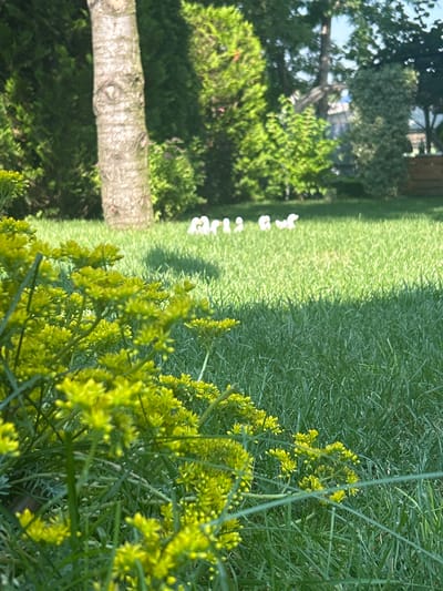 In the foreground of this sunlit outdoor scene, a cluster of small, yellow-flowered plants with thin stems dominates the lower left and extends across the bottom of the frame. The background features a lush green lawn, with a textured, light-brown tree trunk rising on the left side. Beyond the lawn, various trees and shrubs create a green backdrop, and in the distance, a few white objects, possibly decorative garden figures, are visible on the grass. The setting appears to be a garden or park.