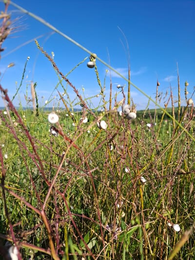 A low-angle, close-up, outdoor shot captures a field of green grass and stalks under a clear blue sky. Numerous small, white snails are visible clinging to the stalks, some with striped shells. The foreground is dominated by reddish-brown stalks and green grass, creating a dense, textured visual. In the background, a gentle, green hill slopes under the vast expanse of the sky. No people or animals other than the snails are present. The scene appears to be a natural landscape. The location is specified as the city of Krasnaya Skala, Russia.