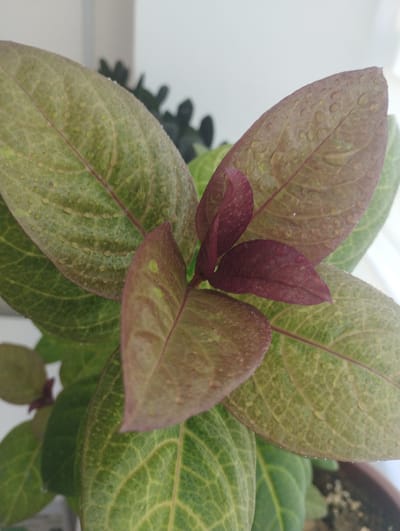 The image shows a close-up view of a plant with broad leaves, some of which are a reddish-purple color and others are green with visible veins and small water droplets. The plant appears to be indoors, possibly on a windowsill, given the bright, diffused light and the hint of a white wall or background. There are no people or animals visible in the frame. The context of Zarafshan, Uzbekistan, is not visually represented in the image itself. The focus is solely on the botanical details of the plant.