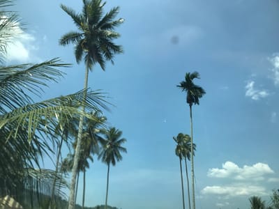 The image features a view of several palm trees set against a blue sky with scattered clouds. The trees vary in size and proximity, with some in the foreground and others in the background. The scene appears to be captured during daylight, with adequate natural lighting. The environment is likely outdoors, given the presence of trees and sky. The location is indicated as Geulumpangmeujim-Jim, Indonesia. No people, specific actions, or interactions are visible in the scene. The image mainly captures the natural environment with a focus on the palm trees.