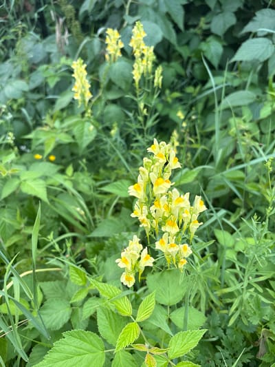 The image displays a cluster of yellow wildflowers, possibly toadflax, blooming amidst lush green foliage. The flowers are small with distinctive two-lipped petals, some featuring orange markings. They grow in upright spikes on slender stems. The surrounding vegetation consists of various broad-leaved plants and tall grasses, creating a dense, natural environment. The lighting suggests it is daytime, with a soft, diffused light, indicating an overcast or shaded setting. There are no people or man-made objects visible in the image. The scene appears to be a natural landscape, likely a field or woodland edge, consistent with rural or semi-rural areas such as those found in Большелуг, Russia.