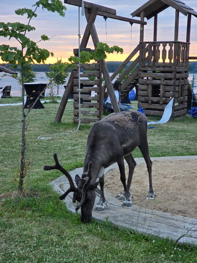 An adult reindeer with antlers grazes on grass in a sandy area adjacent to a wooden playground structure and a body of water. The sky displays a sunset with hues of orange and pink. In the background, a few trees and a distant shoreline are visible. The playground has a swing and a multi-level fort. There are also black tablecloth-covered tables and benches on a grassy area near the water. A person is partially visible inside the playground structure.