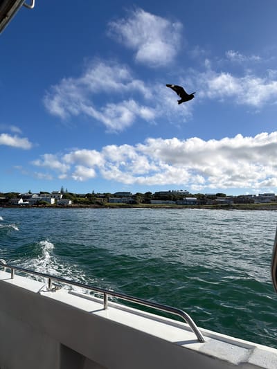 The image captures a vibrant coastal scene from the perspective of a boat on a sunny day. A dark bird, possibly a cormorant or gannet, is silhouetted against a brilliant blue sky dotted with scattered white cumulus clouds, its wings outstretched in flight.
Below the sky, on the left, a stretch of deep green-blue ocean water shows ripples and small waves, indicating movement, likely from the boat. To the right, a distant coastline is visible, featuring a residential area with numerous houses nestled amongst lush green vegetation along the shore. The rightmost portion of the frame shows the white hull and a gleaming silver safety railing of the boat from which the photograph was taken, with a small wake visible in the water nearby.
The scene depicts fair weather conditions, with bright daylight illuminating the water and clouds. No specific activity beyond boating and bird-watching is discernible. There is no visible text in the image. The setting suggests a leisurely trip on the water along a populated coast, consistent with a location such as Overstrand Local Municipality, South Africa.