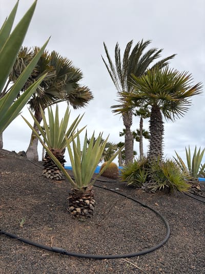 This image presents a landscape featuring drought-tolerant plants under an overcast sky, characteristic of an arid or semi-arid region. The ground is covered with dark, granular material, likely volcanic gravel or soil.

In the foreground and midground, several large agave plants are prominent, distinguished by their thick, spiky, light green leaves. Their robust bases are embedded in the dark earth. Black irrigation hoses are visible snaking across the ground, suggesting a deliberate cultivation or maintenance of the plant life.

Towering above the agaves are multiple palm trees, displaying distinct trunk textures and varying frond types. Some palms feature classic feathery fronds, while others exhibit broad, fan-like leaves. Their crowns are silhouetted against a bright, cloudy sky, indicating an overcast day with diffused light and no strong shadows. A barrel cactus is partially visible in the background, along with a hint of a blue structure or wall.

The perspective is from a low angle, looking upwards through the foliage towards the sky, which emphasizes the height of the trees. The scene depicts a maintained, xeriscaped environment, consistent with locations like La Oliva, Spain, known for its volcanic terrain and climate. There is no human activity or visible text in the image.