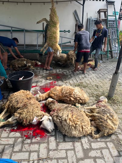 In Paya Geli, Indonesia, several men are butchering sheep on a brick patio outdoors. Some sheep carcasses lie on the patio floor surrounded by red fluid, while others hang from a metal rack. A large black bucket is present, possibly to collect blood or discarded parts. The men appear to be processing the animals, possibly as part of a religious or cultural practice. The area is partly shaded, and miscellaneous tools and equipment are visible near the metal rack.