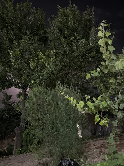 This image depicts a nighttime scene in Hisor, Tajikistan, focusing on a lush garden area. Dominating the frame are several large, leafy trees in the background, their foliage appearing dark against the dimly lit sky. In the foreground and mid-ground, a dense rosemary bush is visible, characterized by its needle-like leaves. To the right, a grape vine with broader leaves stretches upwards, its tendrils reaching out. The ground is covered in soil, with some debris, including a black plastic bag, visible in the lower portion of the image. The lighting suggests it is either very late evening or early morning, with some ambient light illuminating the plants. There are no people or animals present in the scene.