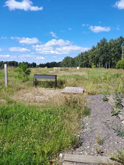 The image depicts an outdoor scene in the city of Sosnovyy Bor, Russia, on a sunny day with a blue sky dotted with white clouds. In the foreground, a grassy area with scattered clover flowers is visible. To the right, a path made of gravel and embedded with small stones is present. In the middle ground, a black metal barbecue grill stands on a metal frame in a field of dry grass. A small green tree grows to the left of the grill, and a weathered wooden post is positioned further to the left. In the background, a dense line of birch and other deciduous trees forms a treeline, beyond which a few small structures and utility poles are discernible. The overall environment suggests a natural or semi-developed area, possibly a park or recreational space. There are no people or animals present in the image.