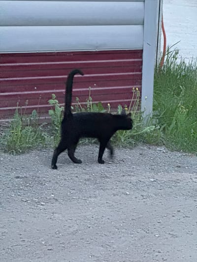 A black cat is walking on a gray asphalt surface. The location is Ягул, Russia. The cat is walking parallel to a metal wall comprised of white vertical panels on the left and maroon vertical panels on the right. Green grass and yellow dandelions are growing near the metal wall. An orange wire is visible above the wall. The image appears to be taken from a ground-level perspective.