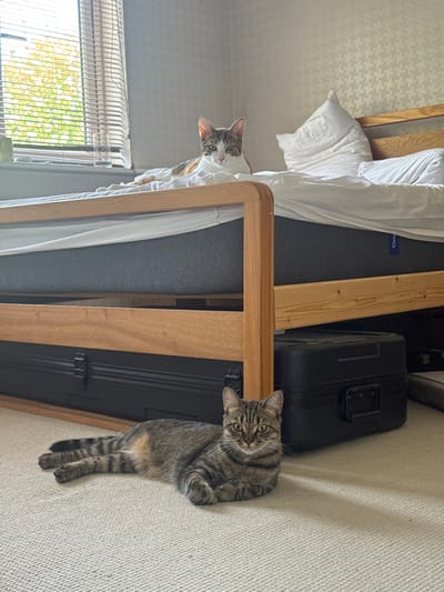The scene depicts an interior bedroom located in Chippenham, United Kingdom. Two domestic cats are present. One calico cat, featuring white, orange, and grey fur, is positioned on a wooden bed frame, resting on white bedding covering a dark grey mattress that displays a blue label. Below the bed, on a light-colored carpeted floor, a grey tabby cat with visible stripes lies prone, facing the camera. Two large, black, hard-shell cases are stored underneath the bed frame. To the left, a window with horizontal blinds allows natural light into the room, revealing green foliage outside. The room's walls are light-toned, with a subtle patterned wallpaper behind the bed. Both cats are static and oriented towards the camera; no other subjects or active interactions are observed.