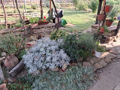 The image depicts a rustic garden scene, possibly in Goran, Bulgaria. In the foreground, a large cluster of feathery, silver-grey foliage dominates the center-left, with a smaller, similar plant at the bottom. To the left of the silver foliage, a clay jug with a handle and spout rests on the ground next to a weathered piece of wood. A small garden gnome with a red hat and green coat stands partially obscured by the silver foliage. Behind these elements, a wooden fence constructed from pallets encloses a section of the garden. Various potted plants, including those with red flowers, are visible on and behind the fence. In the background, a lush green lawn stretches out, dotted with more vegetation and trees. A covered wooden structure with posts stands on the right side of the frame, supporting several hanging terracotta pots filled with plants. A green trash bin and a large black tarp are positioned near the covered structure. The ground surface varies, with dirt, stones, and paved sections visible. The scene appears to be an outdoor, informal garden setting, likely experiencing daylight with soft shadows.