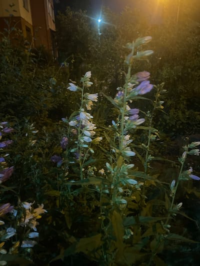 A night-time exterior shot shows a cluster of bell-shaped flowers, some white and some violet, growing in a garden area. The flowers are on tall, thin stalks with green leaves. Behind the flowers, a building with a light-colored facade and a brown lower section is visible. Trees and foliage are also present, and a street light casts a yellow glow over the scene. The image was captured in Otradnoye, Russia.
