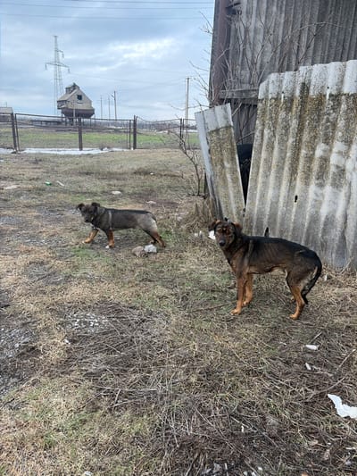 The scene depicts an outdoor environment in Bessergenovka, Russia, under an overcast sky. The foreground is an expanse of sparse, dry brown and green grass, mixed with patches of bare soil and scattered debris, including small white plastic fragments and a green bottle cap.

Two medium-sized dogs are present. The dog on the left is dark brown with lighter tan markings on its legs and face, standing in profile facing left, with its right front paw slightly raised. The dog on the right, similar in coloration, stands facing forward and slightly left, with its left ear partially flopped.

To the right of the frame, two large, weathered, broken corrugated sheets, consistent with fiber cement or asbestos, lean against a dilapidated structure, partially obscuring it. Bare tree branches are visible behind and above these sheets.

In the mid-ground, a chain-link fence extends horizontally across the frame. The far background features an elevated industrial structure, resembling a grain silo or processing plant, constructed of metal and appearing weathered. Adjacent to it on the left is a tall metal lattice power transmission tower. Multiple power lines and utility poles are visible against the cloudy sky, stretching across the horizon.