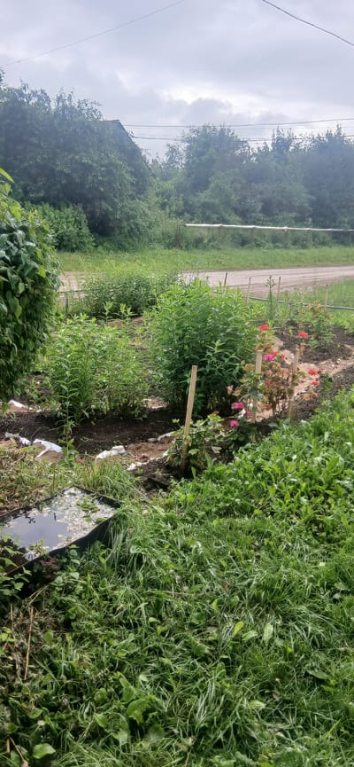 The image depicts a rural outdoor scene, likely a garden or yard, with lush green vegetation. In the foreground, a rectangular dark metal container, possibly a trough or small pond, is filled with water and aquatic plants. Dense green grass and various plants surround this container. Further into the scene, a garden bed is visible with several rose bushes exhibiting pink and red blooms, supported by wooden stakes. Behind the garden bed, tall green leafy plants grow in abundance, with some interspersed with white material on the ground. A dirt road or path runs horizontally across the mid-ground, bordered by more greenery. In the background, a dense line of trees and foliage forms a natural barrier, with a hint of a building with a dark roof visible through the trees on the left. A horizontal pipe or beam supported by posts is also visible in the distance. The sky is overcast with clouds, suggesting a possibly rainy or humid day. The overall impression is of a cultivated natural environment, possibly on the outskirts of a settlement in Patachi, Russia.