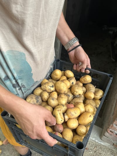 A person is holding a black plastic crate full of harvested potatoes. The person is wearing a tan t-shirt with a blue and grey abstract design and yellow shorts. They are also wearing a silver watch on their left wrist and a black string bracelet. The potatoes are a mix of yellow and brown, with some dirt still clinging to them. The background is dark and appears to be an outdoor setting, possibly a farm or rural area in Mlekarevo, Bulgaria, given the context of the harvest. The person's hands are visible, gripping the handles of the crate. The lighting suggests it is daytime.