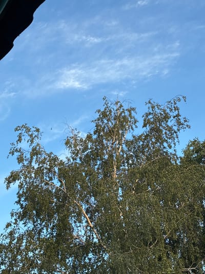 The image depicts a view looking upwards towards a bright blue sky filled with wispy white clouds. A large tree with dense green foliage dominates the right side of the frame, its branches reaching across the sky. The leaves appear to be small and numerous, creating a textured canopy. The light suggests it is daytime, likely morning or afternoon, with the sun filtering through the leaves.
In the lower left corner, a dark, curved object, possibly a roof or awning, is visible, providing a grounding element to the otherwise sky-focused scene. A small, dark object, likely a bird or an insect, is seen in the sky between the tree and the clouds. The overall atmosphere is serene and natural, evoking a sense of being outdoors on a pleasant day. No text is visible in the image. The context provided places the scene in Kinel, Russia.