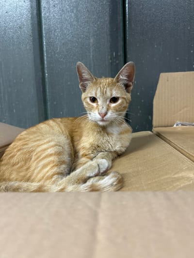 An orange tabby cat is resting inside a cardboard box. The cat is facing forward, with its paws tucked beneath its body. The background of the image is a dark green metallic wall, and to the right, another cardboard box is visible. The scene appears to be an indoor setting, possibly a storage area. The cat is the primary subject, and its fur exhibits distinct tabby markings. The lighting suggests it is daytime. The location is Struma, Bulgaria.
