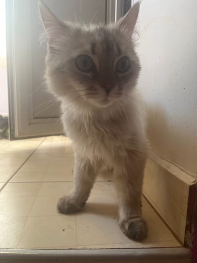 A medium-shot depicts a light-colored cat indoors. The cat is lying down on a tiled floor near what appears to be a window sill. The cat has light fur and greyish-brown markings on its face. The background consists of a wall and the tiled floor. The image is rotated. This location is not specified within Probuda, Bulgaria.