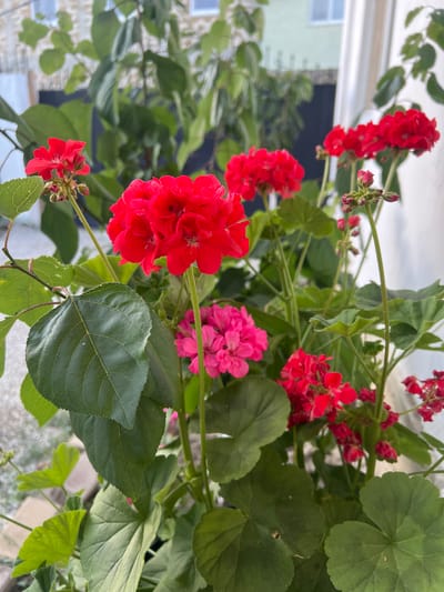 A close-up, outdoor, eye-level shot captures a cluster of vibrant red and pink geraniums in bloom, nestled amongst lush green foliage. The background is softly blurred, revealing hints of a building with light-colored brickwork and windows, suggesting an urban or suburban setting. A portion of a dark fence is also visible. The overall impression is that of a lively garden scene, possibly in a residential area of Sudak, Ukraine, where the bright flowers provide a cheerful focal point against the more subdued architectural elements. No people are present in the image.