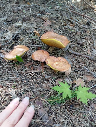 The image shows several edible mushrooms on the forest floor. The mushrooms have brown caps and yellow undersides. They are surrounded by pine needles, twigs, and leaves. In the foreground, a human hand with light skin and short, natural-colored fingernails is visible, with the fingertips of three fingers in focus. Two bright green maple leaves and a sprig of evergreen are also in the foreground. The location is identified as Mołowiste, Poland.